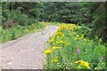 NT3338 : Ragwort by the track, Caberston Forest by Jim Barton