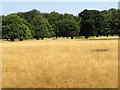 TF7929 : Scorched grass in the parkland at Houghton Hall by Richard Humphrey