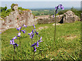 SJ5359 : Bluebells in Beeston Castle by Jeff Buck