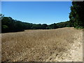 TQ5637 : Emerging into a wheatfield below Ramslye Wood by Christine Johnstone