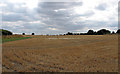 TL6508 : Recently Harvested Crop Field, Roxwell by Roger Jones