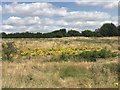 SJ7951 : Ragwort on Town Fields by Jonathan Hutchins