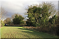 SP2965 : Massive growth of ivy in sycamore trees, Riverside Walk, Warwick by Robin Stott