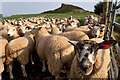 NZ5711 : V-ewes of Roseberry by Mick Garratt