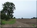 SE4070 : Tree on a South Dikes field boundary by Christine Johnstone