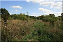  : Footpath to Dales Covert near Purse Caundle by Becky Williamson