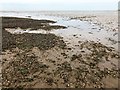 TF6538 : Cockles and mussels on the beach near Heacham - 3 by Richard Humphrey