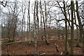 TQ4399 : Earthbank. Epping Forest (set of 2 images) by N Chadwick