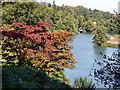 SU9941 : Autumn colour at Winkworth Arboretum by Graham Hogg