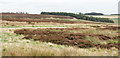 NZ0904 : Heather moorland in the Feldom Ranges by Trevor Littlewood