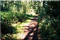 SU8034 : Woodland path, Deadwater Valley LNR, Bordon, Hampshire - 170918 by John P Reeves