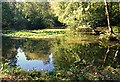 SU8034 : Pond on Deadwater Valley LNR, Bordon, Hampshire - 170918 by John P Reeves