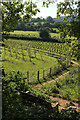 SX8457 : Tree nursery, Stoke Gabriel by Derek Harper