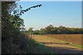 TL5401 : Three Forests Way Near Kettlebury Spring by Glyn Baker