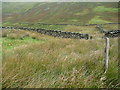 NY4314 : Post in the middle of the complex sheepfold, Ramps Gill by Christine Johnstone