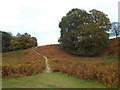 TQ5354 : Autumn in Knole Park by Malc McDonald