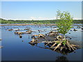 SJ5571 : Blakemere Moss, Delamere Forest Park by Jeff Buck