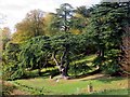 SP4316 : Cedar of Lebanon tree by the Great Lake by Steve Daniels