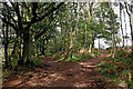 SO8282 : Woodland paths on Kinver Edge in Staffordshire by Roger  D Kidd