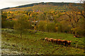 NH5028 : Highland Cows at Clunebeg, near Drumnadrochit by Andrew Tryon