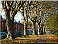 SO9197 : Plane trees in Graiseley Park, Wolverhampton by Roger  D Kidd