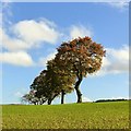 SK4849 : Hedgerow oaks near Felley Mill by Alan Murray-Rust