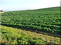 NZ5111 : Arable field, south of Newby Grange by Christine Johnstone