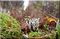 TL8098 : Candlesnuff Fungi by David Pashley