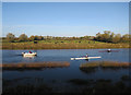 TL3975 : Cattle on the Ouse Washes by Hugh Venables