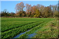 SU4618 : Waterlogged ground south of Fair Oak Road by David Martin