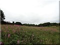 NZ1752 : Natural grassland at Kyo Bogs by Robert Graham