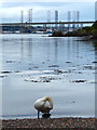 NO4227 : Swan on the shoreline at Newport-on-Tay by Mat Fascione