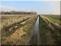 TL2187 : New ditch by Holme Fen by Hugh Venables