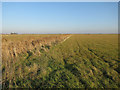 TL2290 : Ditch on Whittlesey Mere by Hugh Venables