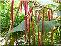 SX0455 : Eden Project - horseradish tree in the rainforest biome  by Stephen Craven