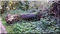 TQ5940 : Fallen tree next to foot path by John P Reeves