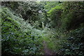 SO5535 : Trackbed at Holme Lacy railway station by John Winder