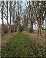 NH5963 : Foulis Castle Driveway by valenta