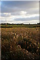 TM3857 : Reed beds south of the River Alde by Christopher Hilton