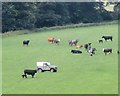 NZ1448 : Farmer with his cattle by Robert Graham