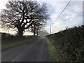 SU9723 : Trees beside the road to Petworth by Chris Thomas-Atkin