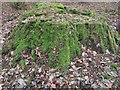 TL8193 : Moss on old Redwood stump by David Pashley