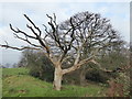 TQ4577 : Dead tree on the edge of Winns Common by Marathon