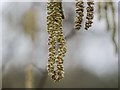 TL9293 : Hazel Catkins by David Pashley