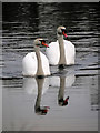 SD7807 : Two Swans on the Manchester, Bolton and Bury Canal between Bury and Radcliffe by David Dixon