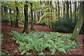 SU7289 : Beech trees, Doyley Wood by Simon Mortimer