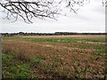 TL8096 : View across bare field with Conifer Hedge line in distance by David Pashley