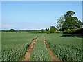 SJ7725 : Farm track in Staffordshire wheatfield near High Offley by Roger  D Kidd