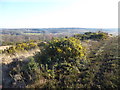 TQ4730 : Gorse flowering on Ashdown Forest by Marathon