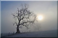 NT5934 : A misty morning on Bemersyde Hill by Walter Baxter